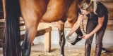 Which Hoof Care Products Are Essential for Healthy Hooves?