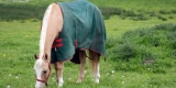 Why Is Horse Blanketing Important During Winter?
