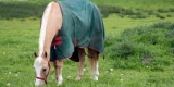 Horse Blankets: A Seasonal Buying Guide