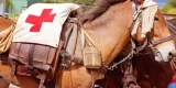 A Beginner’s Guide to Horse First Aid Kits
