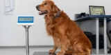 Tips for Managing Your Pet’s Weight and Avoiding Obesity