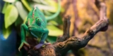 Why Is It Important to Mimic Natural Habitats for Exotic Pets?