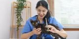 What Are the Most Common Pet Health Issues and How to Prevent Them?