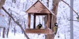 What Are the Best Natural Bedding Options for Birds?