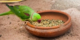Natural Bird Foods That Promote Health and Longevity