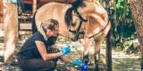 A Guide to Natural Horse Care Products
