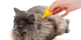 What Are the Best Natural Remedies for Cat Fleas?