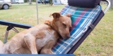 The Ultimate Guide to Outdoor Pet Beds and Comfort Gear