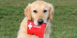 Best Outdoor Pet First Aid Kits: Be Prepared for Anything