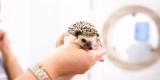Tips for Maintaining Proper Humidity in Exotic Pet Enclosures
