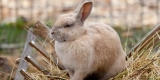 Why Is It Important to Provide Hay for Your Small Pets?