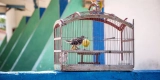 How Do You Choose the Right Bird Cage for Your Feathered Friend?