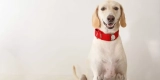 How Do You Choose the Right Dog Collar for Your Pet?