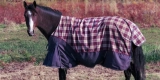 How Do You Select the Right Horse Blanket Size?