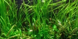 The Role of Live Plants in Aquascaping