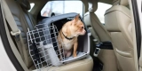 How Do You Safely Handle and Transport Your Small Animal?