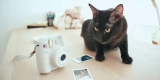 What Features Should You Look for in a Smart Pet Camera?
