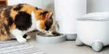 How Smart Pet Feeders Can Simplify Feeding Times