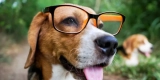 Smart Pet Gadgets for Stress Relief and Anxiety Management