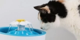 Keeping Your Pet Hydrated All Day