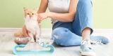 What Are the Must-Have Supplies for New Cat Owners?
