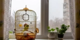 Tips for Transitioning Birds to a New Cage
