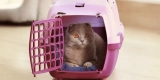 What Type of Pet Carriers Are Best for Outdoor Trips?