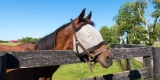 What Are the Benefits of Using Fly Masks and Sheets for Horses?