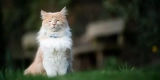 What Are the Top Benefits of Using a Smart Pet Tracker for Cats?