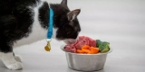 How Do You Transition Your Cat to a New Food Safely?