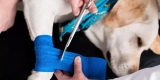 What Should You Do If Your Pet Gets Injured or Sick at Home?