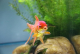 What Are the Benefits of Using Live Plants in a Fish Tank?