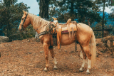 How Do You Select the Best Tack for Trail Riding?