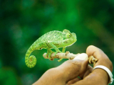 How Can You Ensure Your Exotic Pet’s Habitat Is Clean and Hygienic?