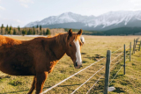 What Are the Best Fencing Options for Horse Pastures?