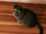 What Is the Best Way to Introduce a New Cat to Your Home?