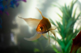 How Can You Reduce Stress for Fish During Tank Transfers?