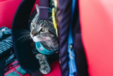 What Are the Best Outdoor Pet Gear Options for Hiking and Camping?