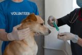 What Should You Know About Pet Vaccinations and Preventative Care?