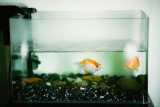 How Often Should You Replace Aquarium Filters?