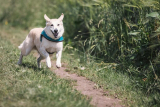 What Are the Best Dog Harnesses for Outdoor Activities?